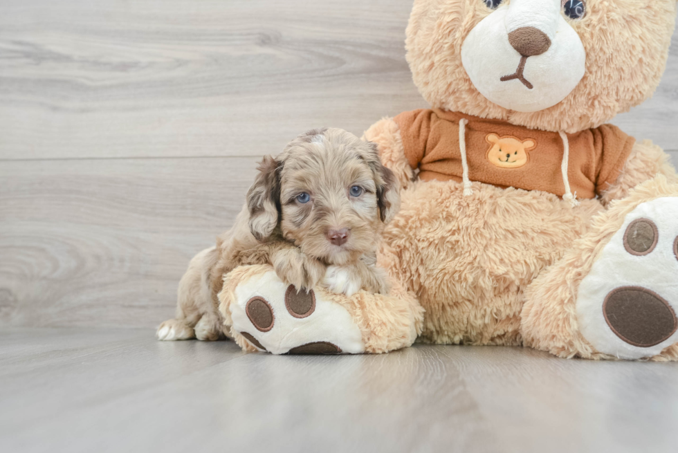 Mini Aussiedoodle Pup Being Cute