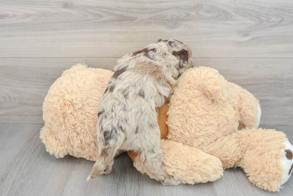 Mini Aussiedoodle Puppy for Adoption