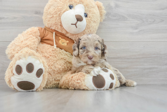 Little Aussiepoo Poodle Mix Puppy