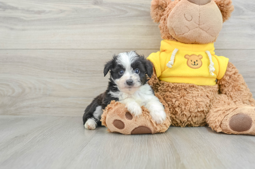 5 week old Mini Aussiedoodle Puppy For Sale - Premier Pups