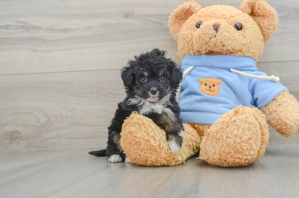 6 week old Mini Aussiedoodle Puppy For Sale - Premier Pups