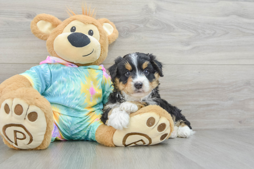 Mini Aussiedoodle Pup Being Cute