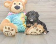 7 week old Mini Aussiedoodle Puppy For Sale - Premier Pups