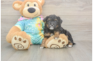 Mini Aussiedoodle Puppy for Adoption