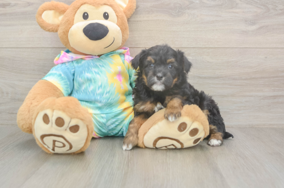 5 week old Mini Aussiedoodle Puppy For Sale - Premier Pups