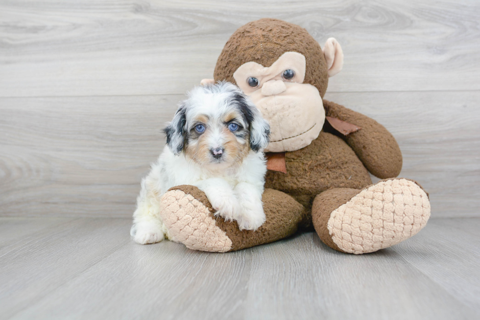 Cute Mini Aussiedoodle Baby