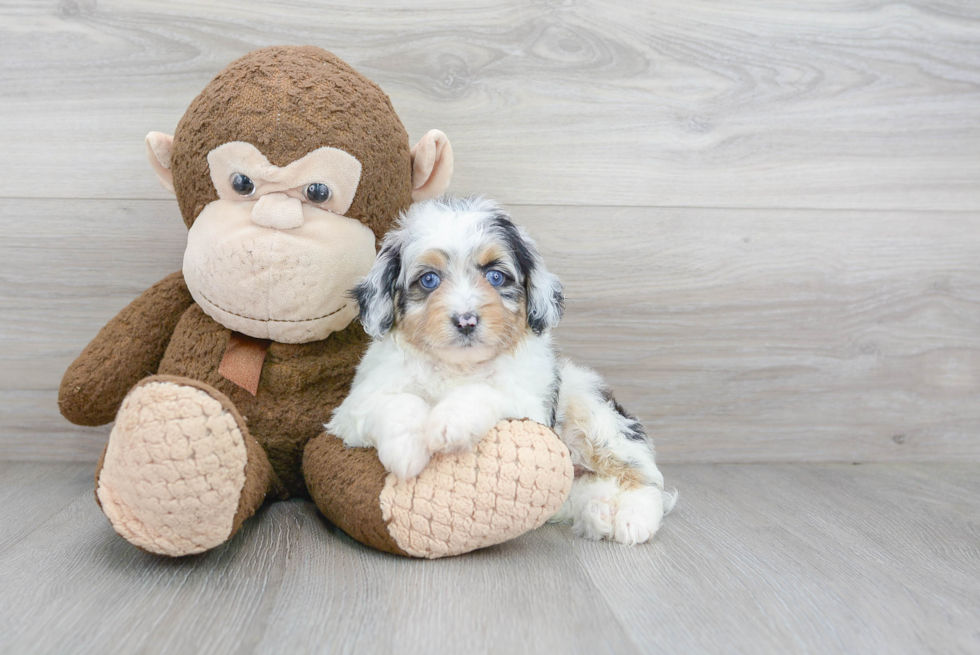 Mini Aussiedoodle Pup Being Cute