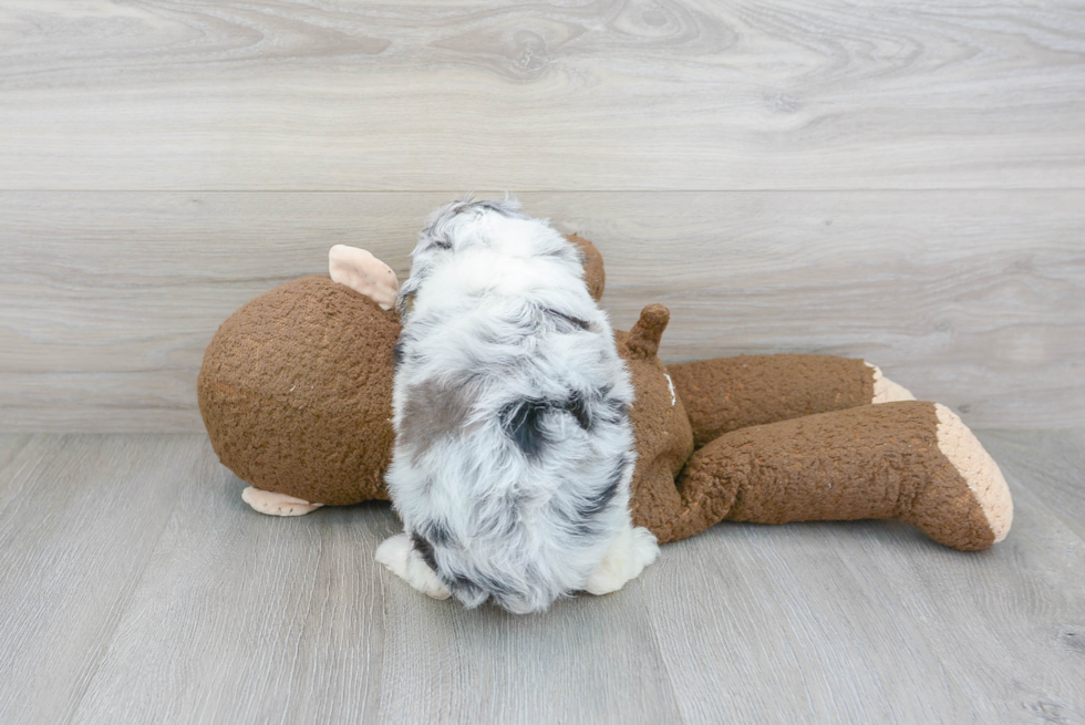 Mini Aussiedoodle Pup Being Cute