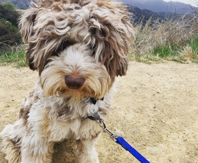 Mini Schnoodle Puppies For Sale | Premier Pups