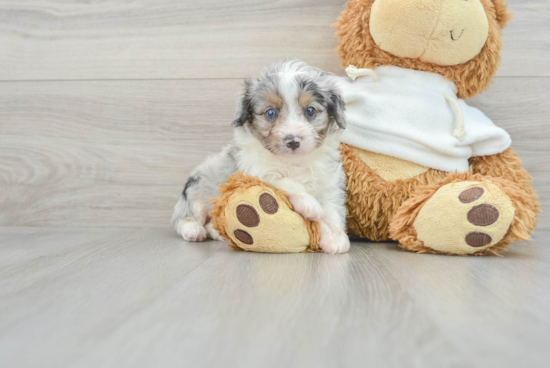 Adorable Aussiepoo Poodle Mix Puppy