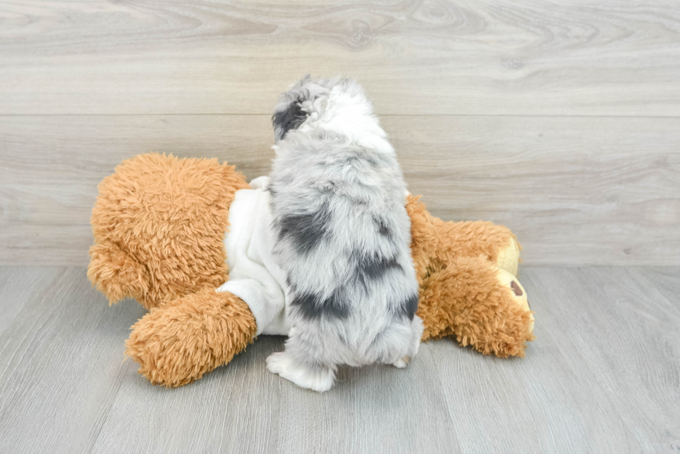 Hypoallergenic Aussiepoo Poodle Mix Puppy