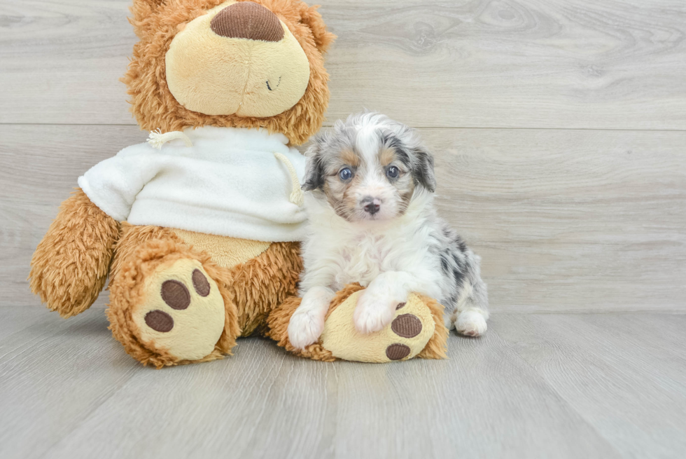 Playful Aussiepoo Poodle Mix Puppy