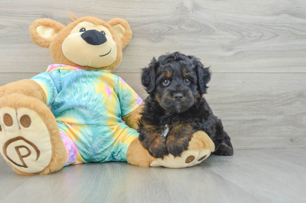 7 week old Mini Aussiedoodle Puppy For Sale - Premier Pups