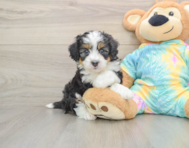 5 week old Mini Aussiedoodle Puppy For Sale - Premier Pups