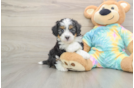 Best Mini Aussiedoodle Baby