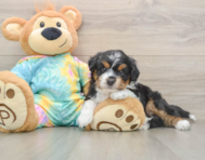 7 week old Mini Aussiedoodle Puppy For Sale - Premier Pups