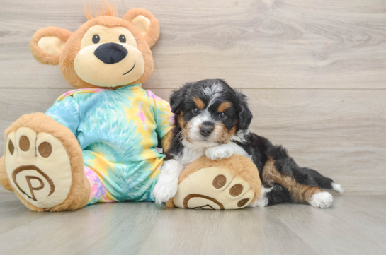 Sweet Mini Aussiedoodle Baby