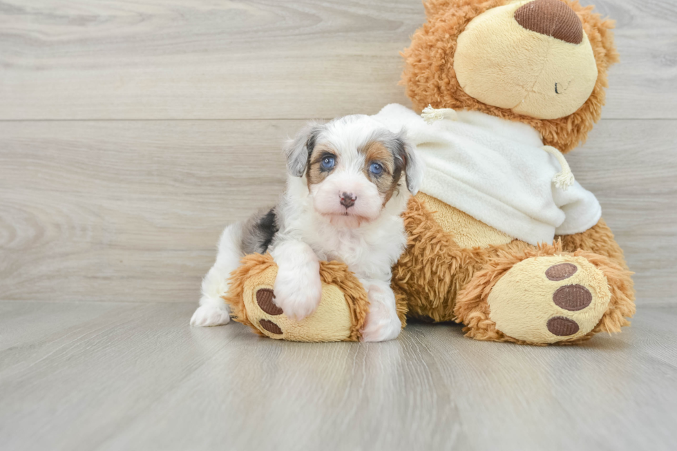 Hypoallergenic Aussiepoo Poodle Mix Puppy