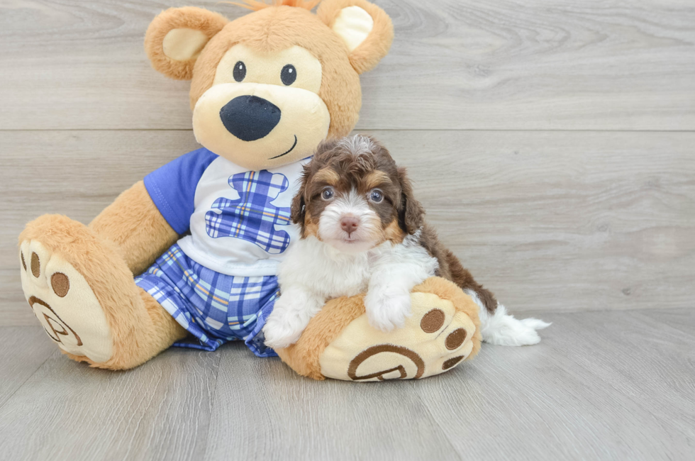 7 week old Mini Aussiedoodle Puppy For Sale - Premier Pups