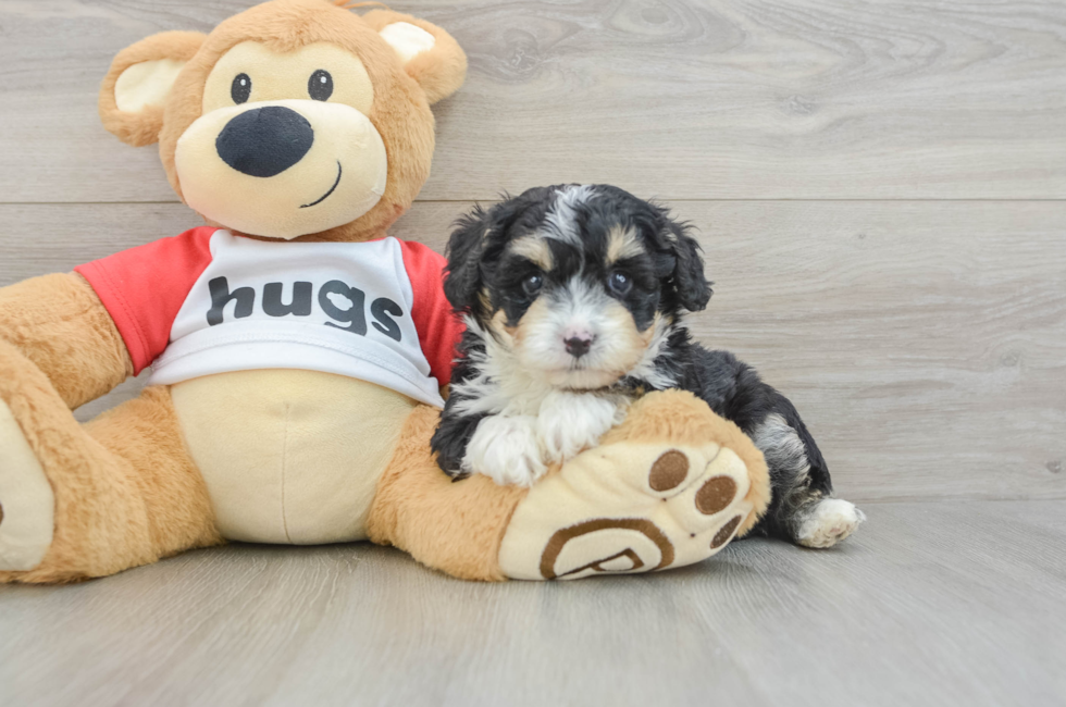 5 week old Mini Aussiedoodle Puppy For Sale - Premier Pups
