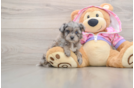 Mini Aussiedoodle Puppy for Adoption