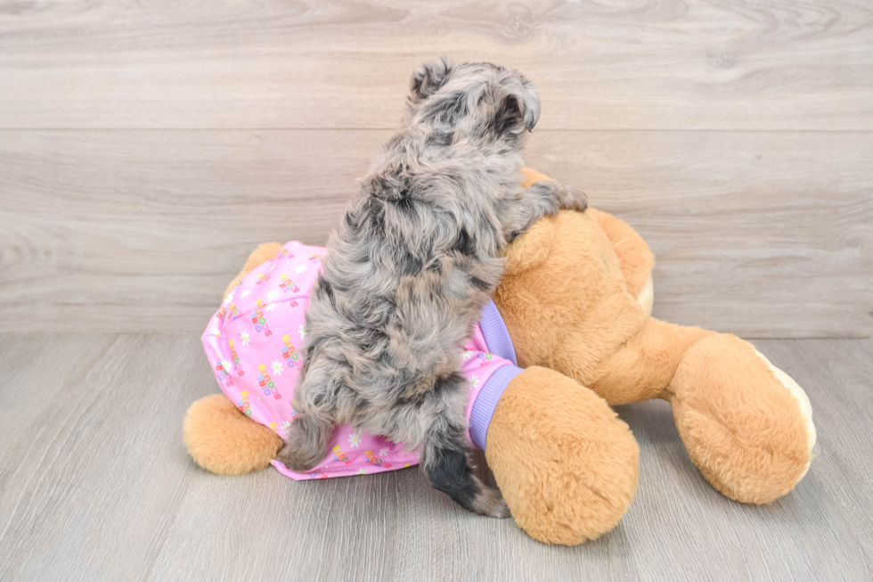 Popular Mini Aussiedoodle Poodle Mix Pup
