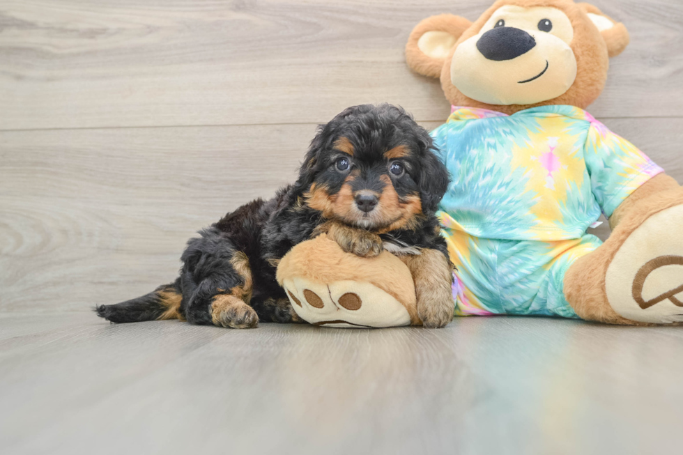 Playful Mini Aussiepoodle Poodle Mix Puppy