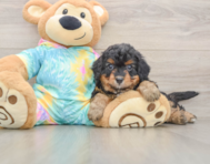 6 week old Mini Aussiedoodle Puppy For Sale - Premier Pups