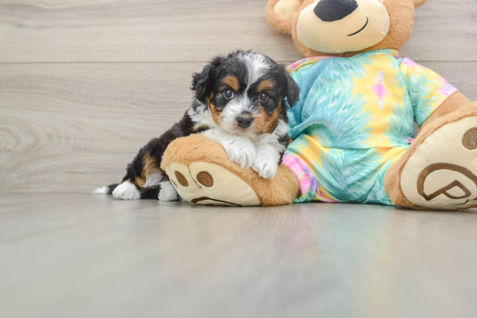 Mini Aussiedoodle Puppy for Adoption