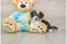 Best Mini Aussiedoodle Baby