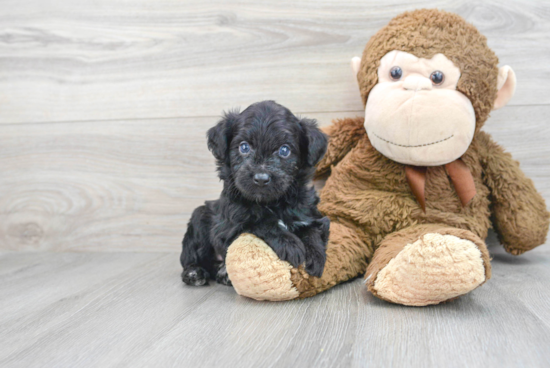 Mini Aussiedoodle Puppy for Adoption