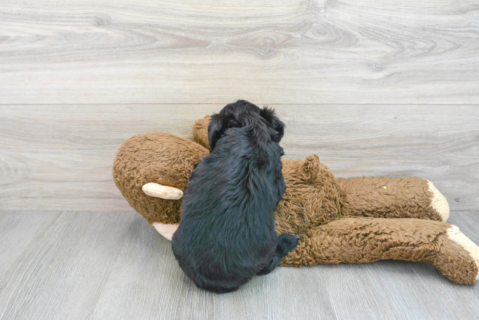 Smart Mini Aussiedoodle Poodle Mix Pup