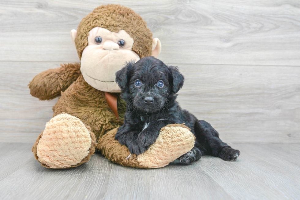 Best Mini Aussiedoodle Baby