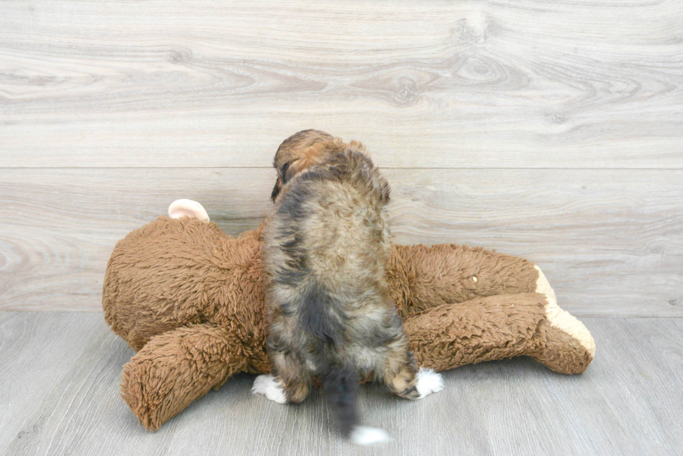 Funny Mini Aussiedoodle Poodle Mix Pup