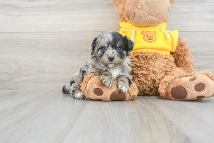 Funny Mini Aussiedoodle Poodle Mix Pup