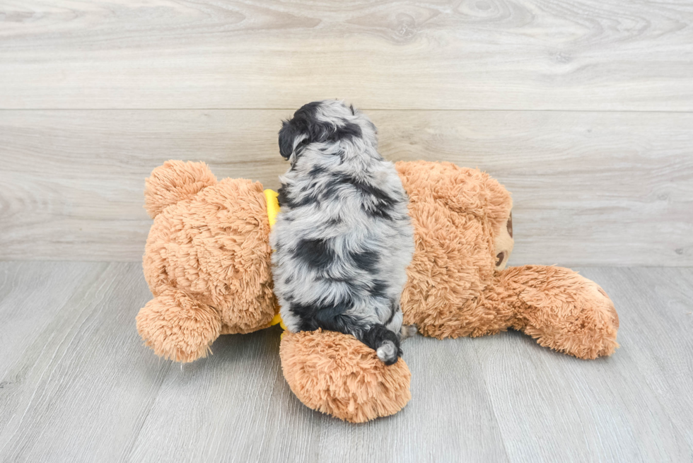 Sweet Mini Aussiedoodle Baby