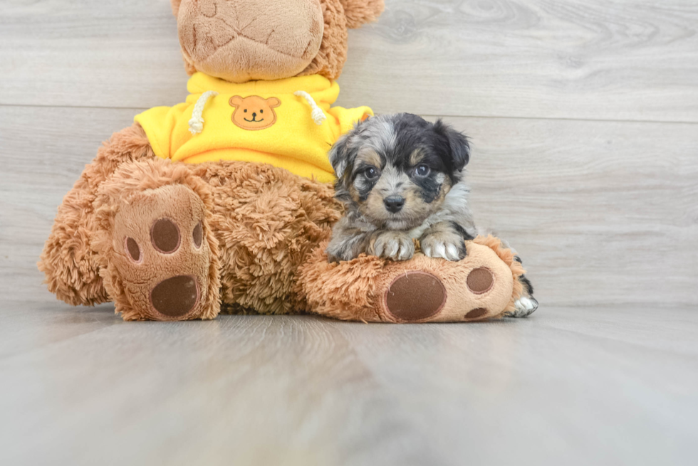 Little Aussiepoo Poodle Mix Puppy