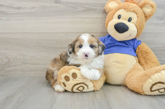 Energetic Aussie Poo Poodle Mix Puppy