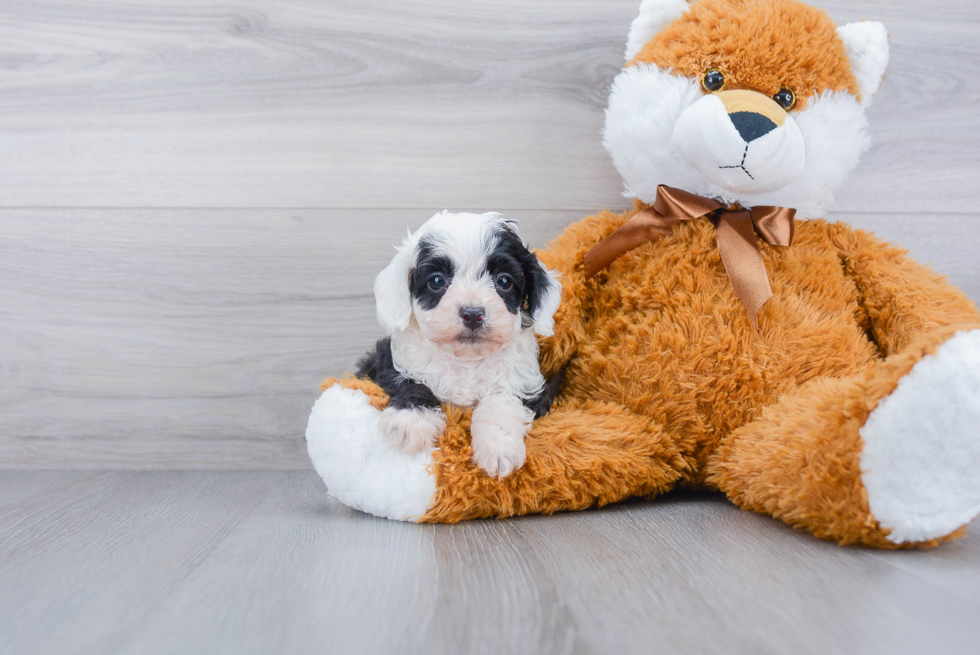 Mini Aussiedoodle Puppy for Adoption