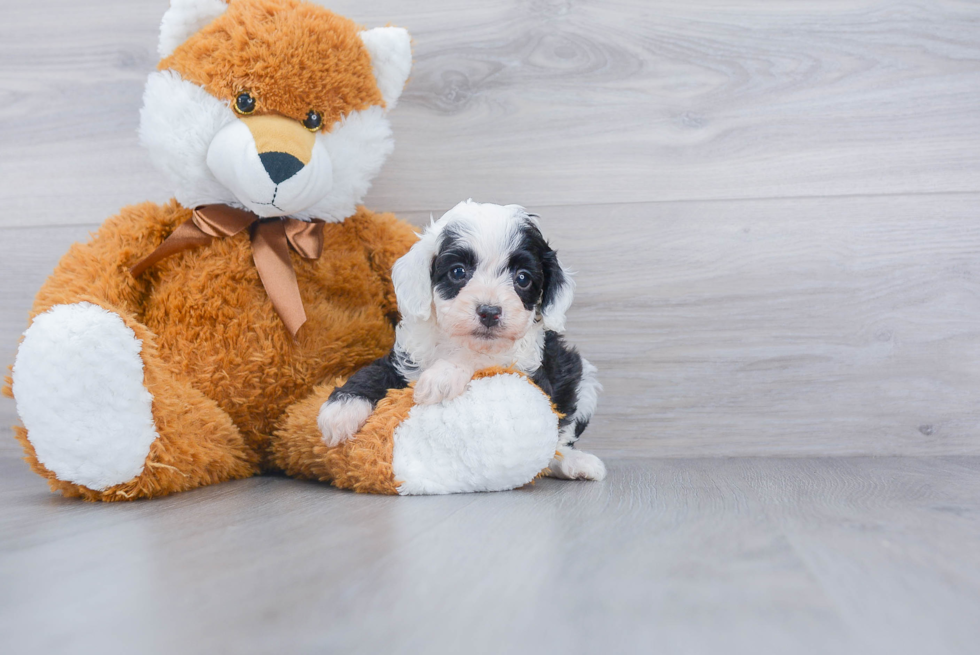 Mini Aussiedoodle Pup Being Cute