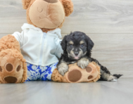 8 week old Mini Aussiedoodle Puppy For Sale - Premier Pups