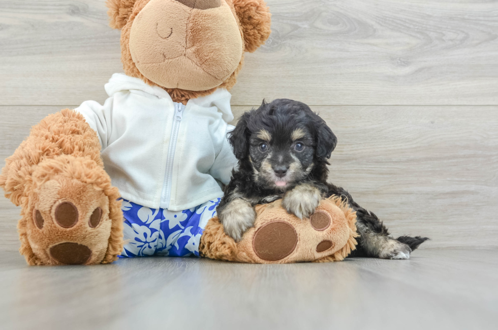 6 week old Mini Aussiedoodle Puppy For Sale - Premier Pups