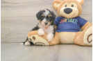 Mini Aussiedoodle Puppy for Adoption