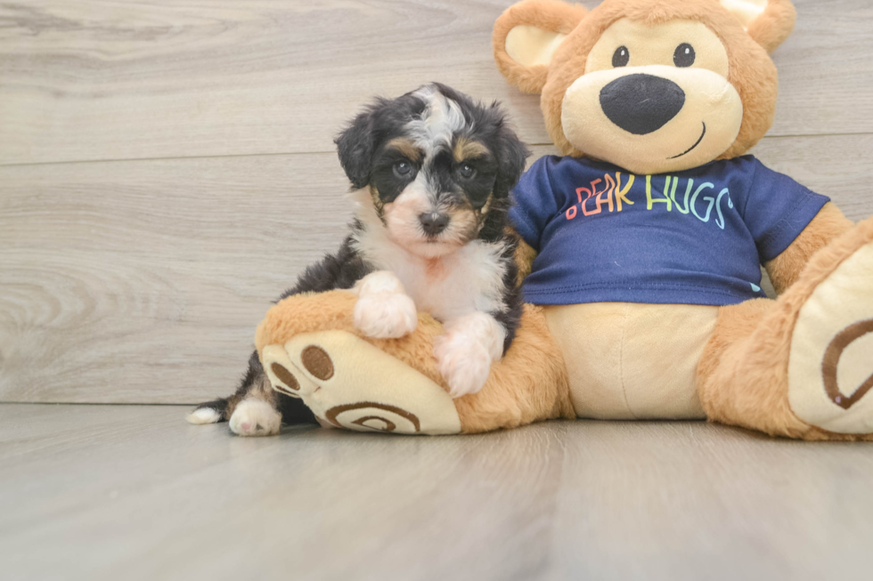Mini Aussiedoodle Puppy for Adoption