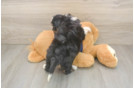 Best Mini Aussiedoodle Baby