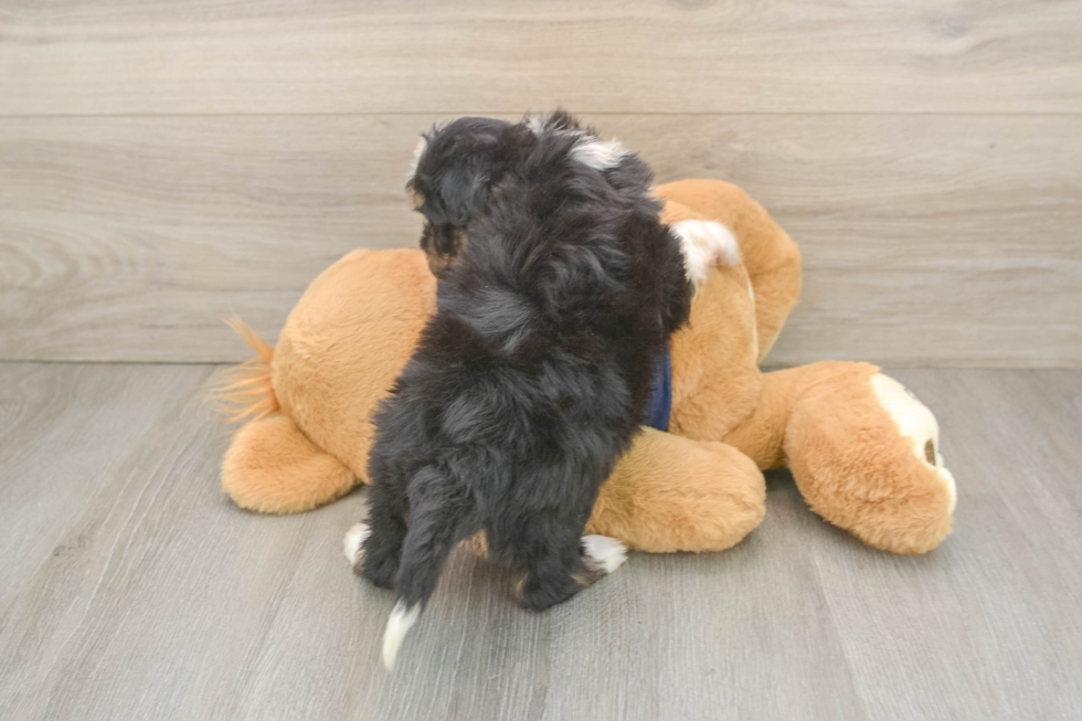 Best Mini Aussiedoodle Baby