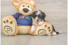 Sweet Mini Aussiedoodle Baby