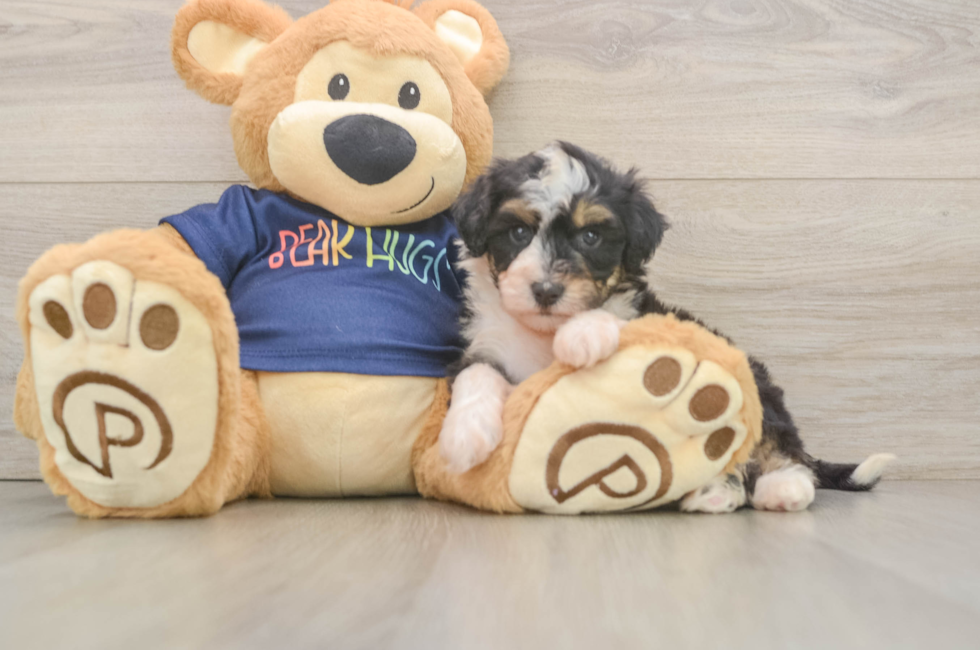 5 week old Mini Aussiedoodle Puppy For Sale - Premier Pups
