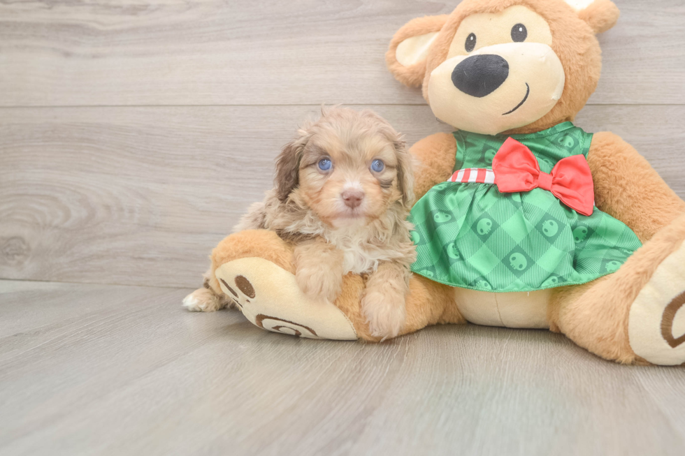Mini Aussiedoodle Pup Being Cute