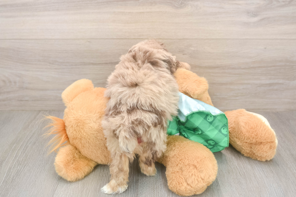 Mini Aussiedoodle Pup Being Cute